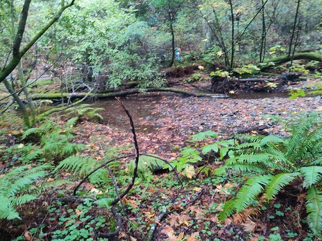 Redwoods of San Francisco